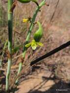 Eulophia ibityensis Schltr.的圖片