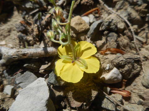 Image of Helianthemum nummularium subsp. obscurum (Celak.) J. Holub