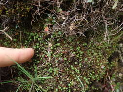 Image of Mannia gracilis (F. Weber) D. B. Schill & D. G. Long