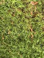 Image of Oeder's apple-moss