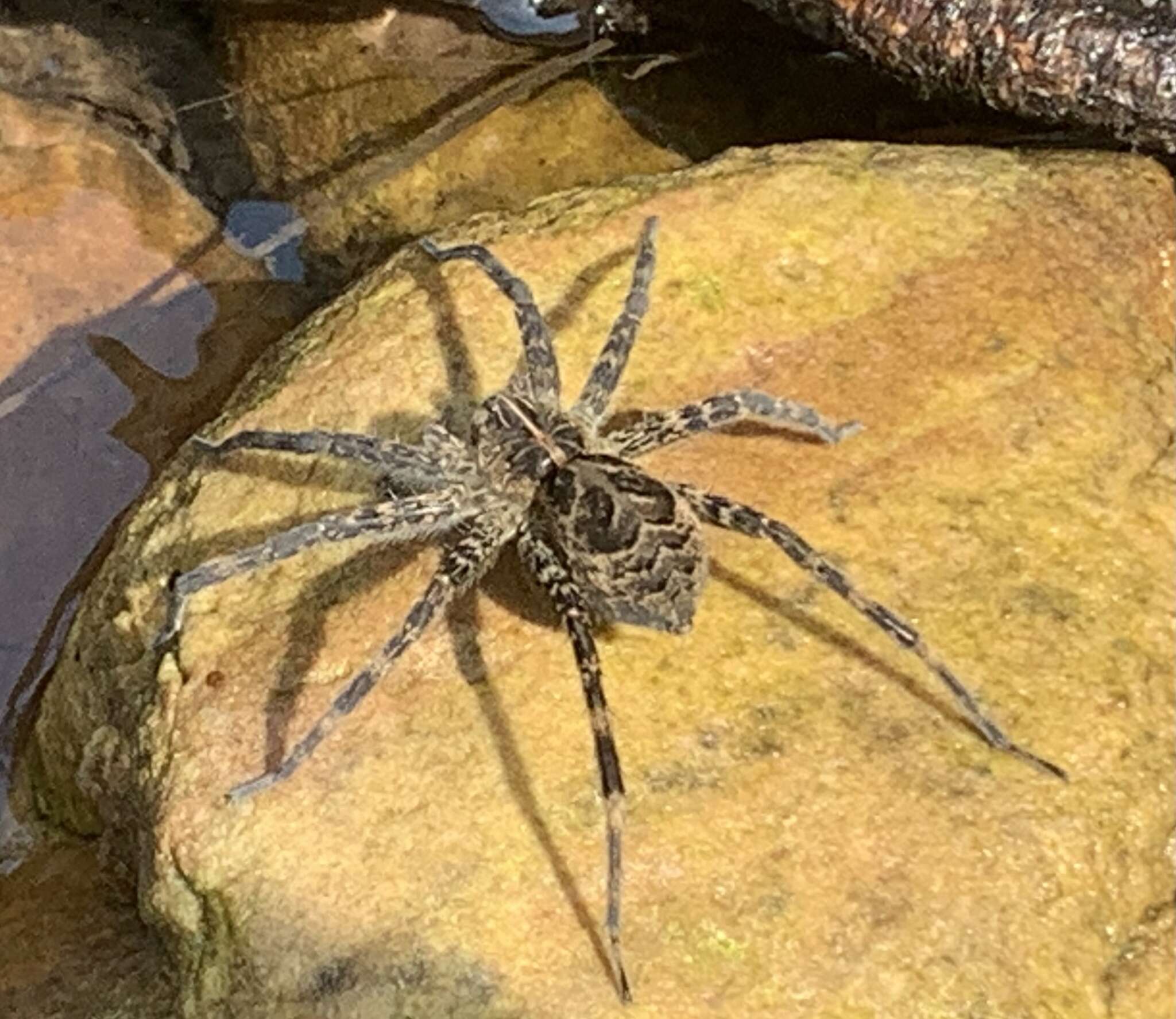 Image of Dolomedes gertschi Carico 1973