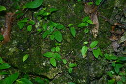 Image of Ficus trichocarpa Bl.