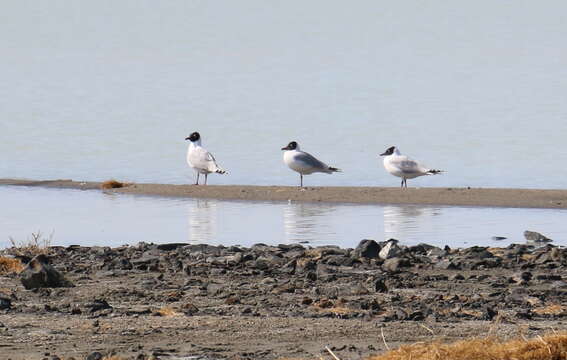 Image of Relict Gull