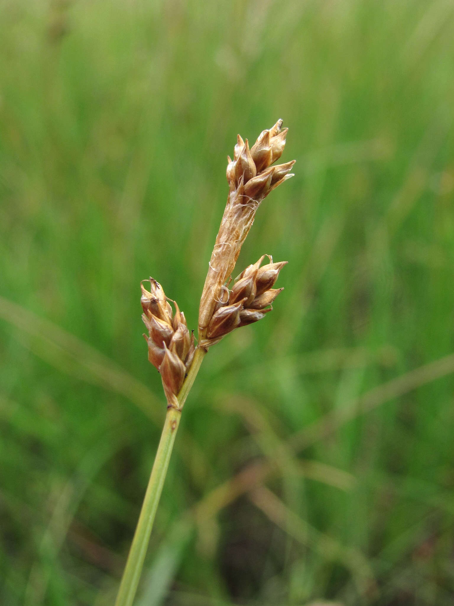 Image of Clustered sedge