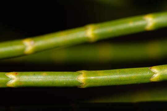 Image de Gymnostoma glaucescens (Schltr.) L. A. S. Johnson