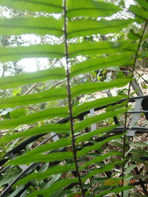 Image of Asian sword fern