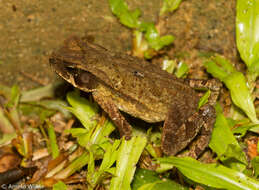 صورة Rhinella ornata (Spix 1824)