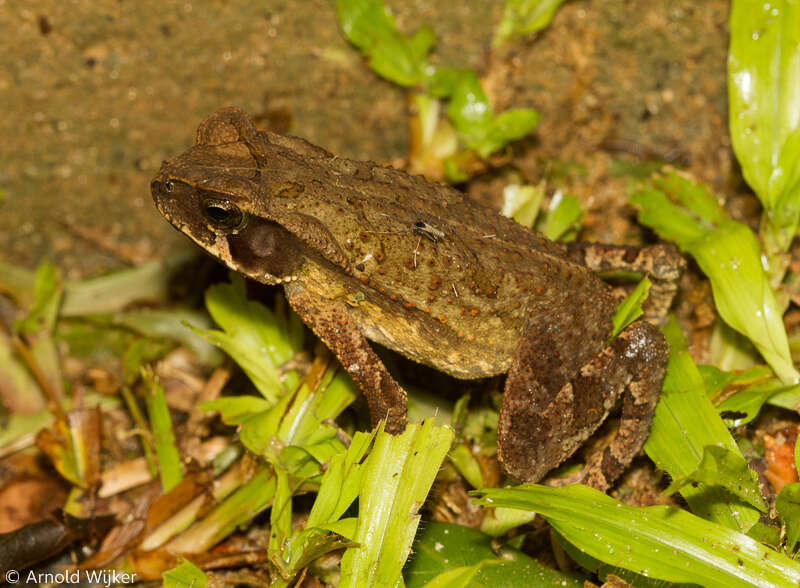 صورة Rhinella ornata (Spix 1824)