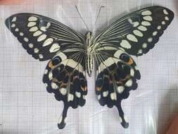 Sivun Papilio menestheus Drury (1773) kuva