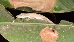 Image of Veronica's  Anole