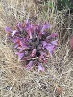 Imagem de Aphyllon californicum subsp. californicum