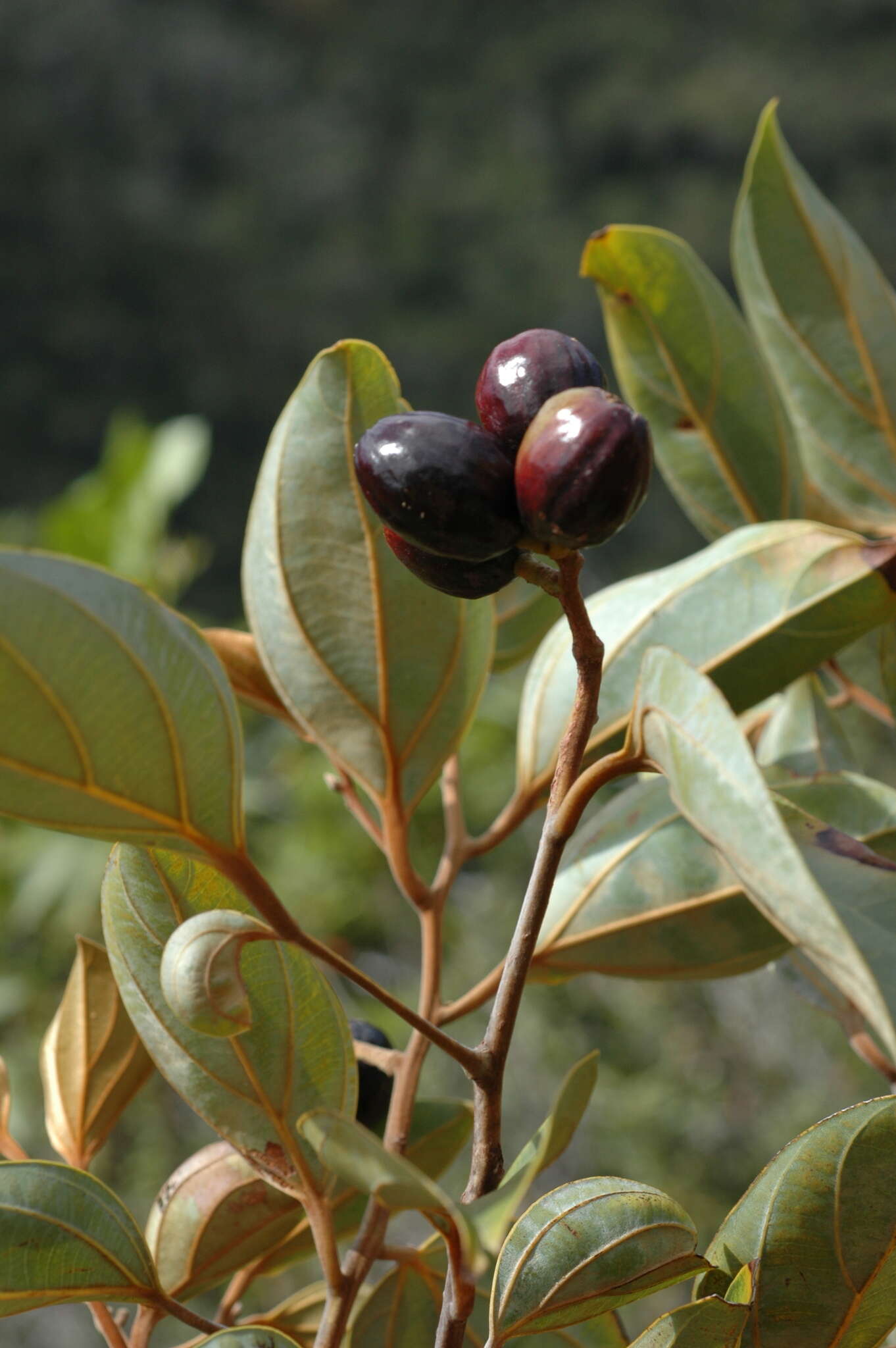 Cryptocarya guillauminii Kostermans的圖片