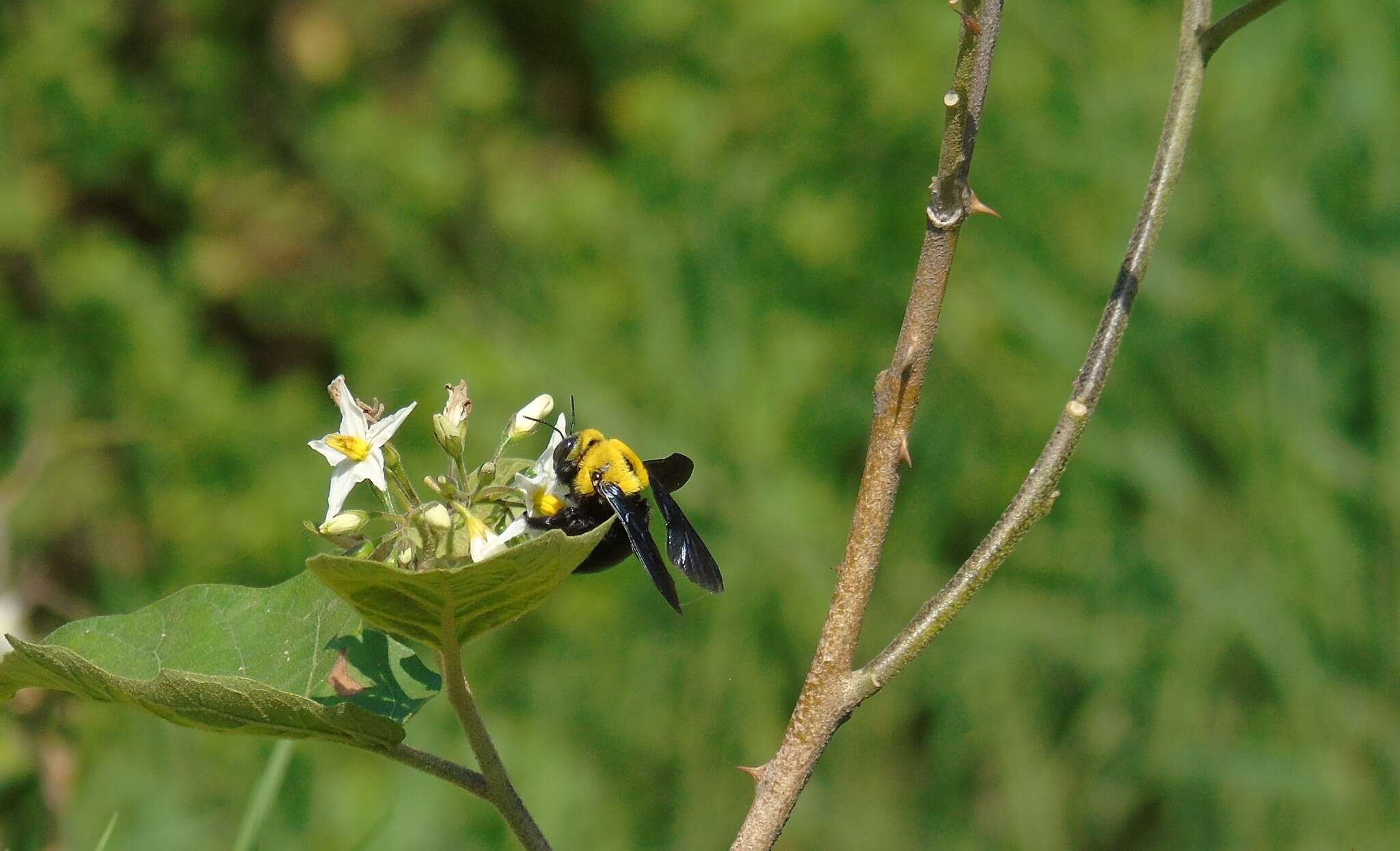 Image of Xylocopa ruficornis Fabricius 1804