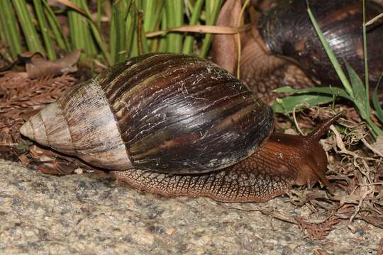 Image de Lissachatina immaculata