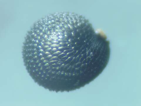 Image of Montia fontana subsp. amporitana Sennen