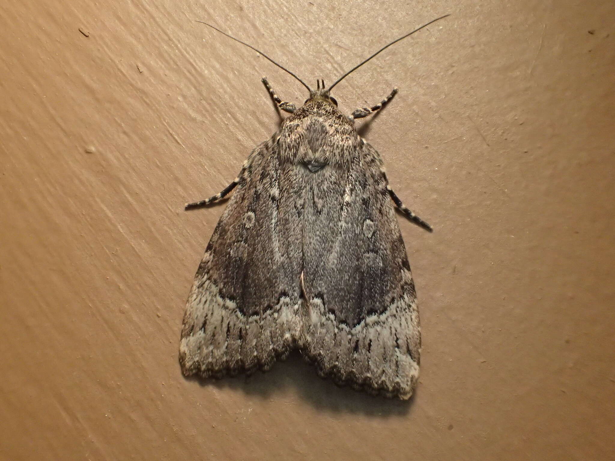 Image of Copper Underwing