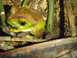 Image of Amani Forest Treefrog