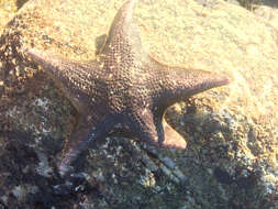 Image of Bat star