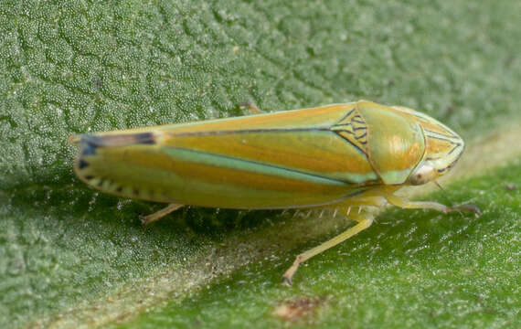 Image of Graphocephala versuta (Say 1830)