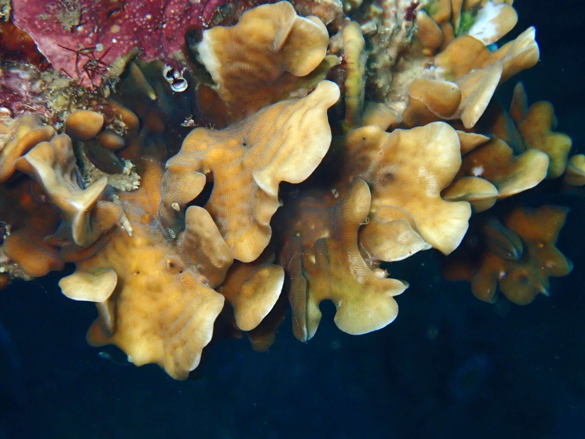 Image of Pavona coral