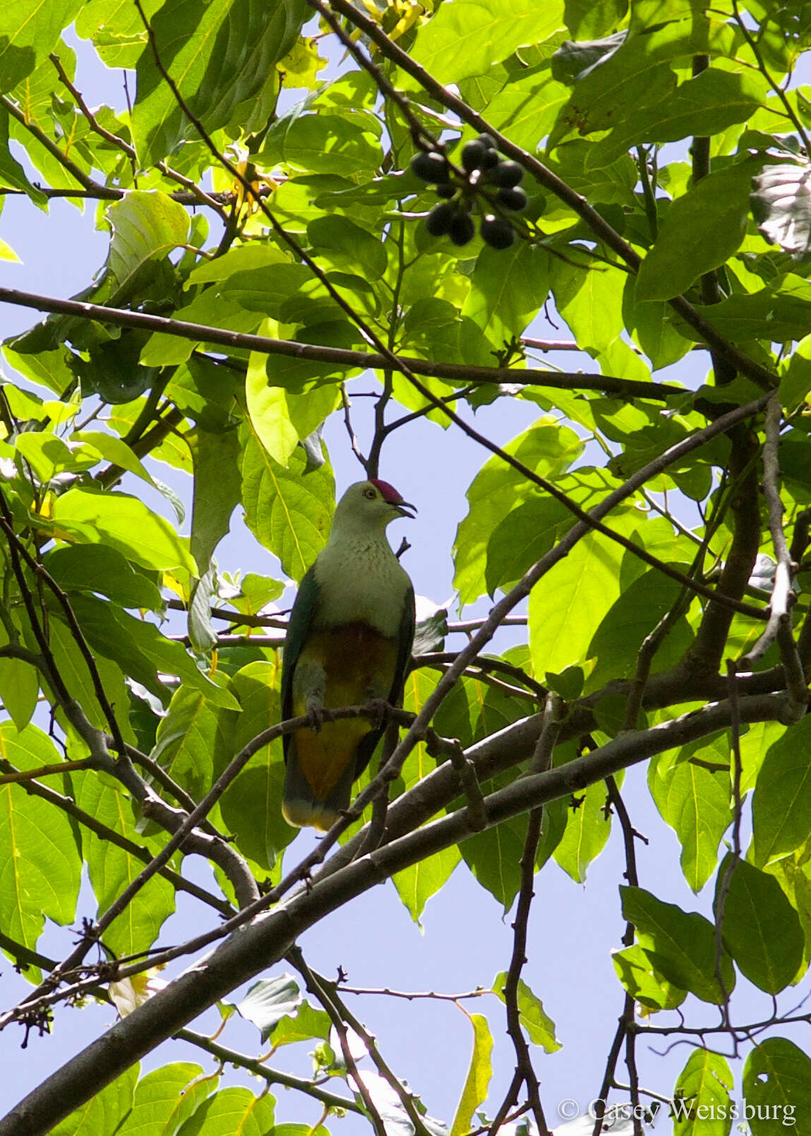 Image of Many-colored Fruit Dove