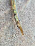 Image of Straightnose Pipefish