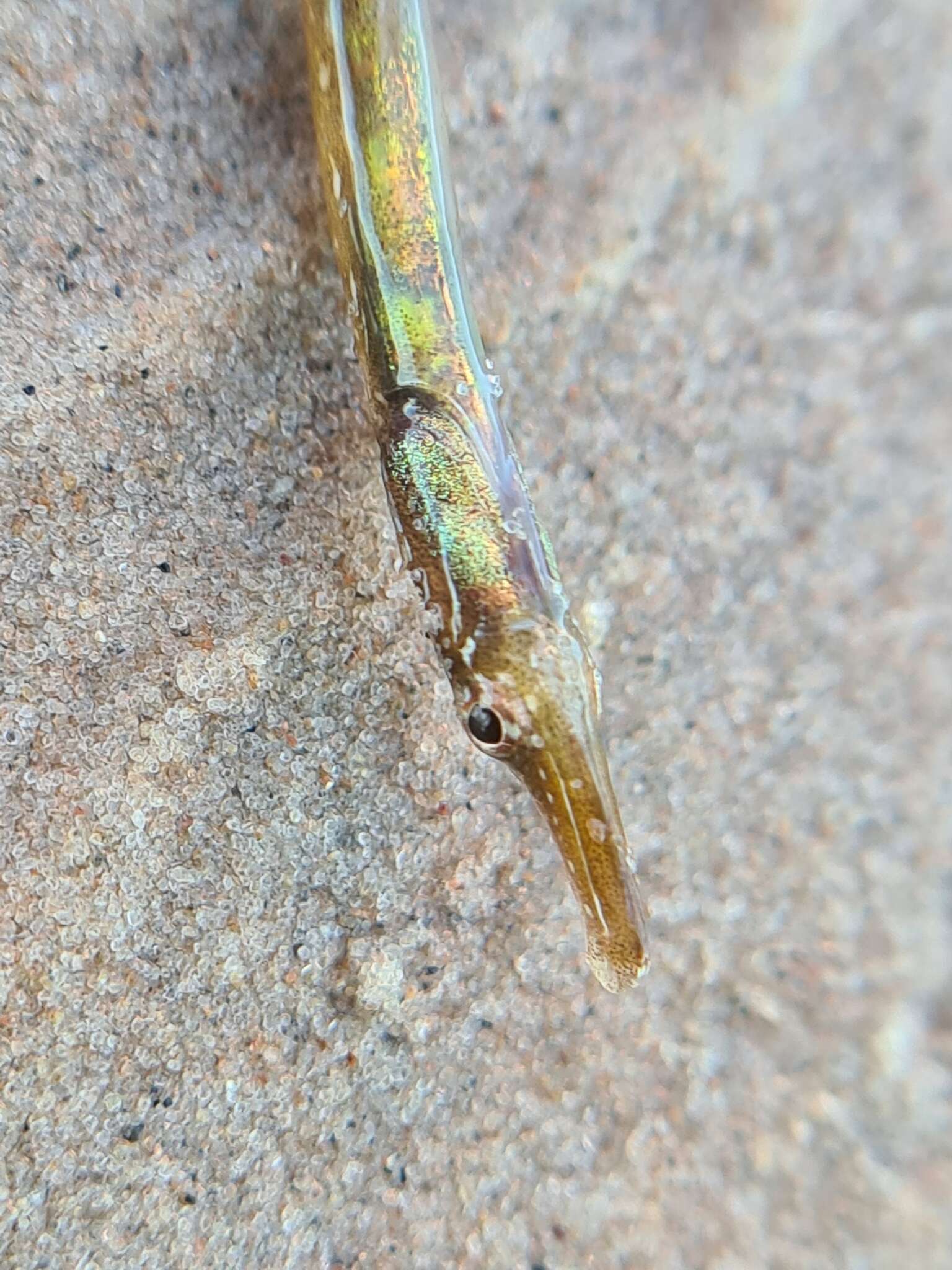 Image of Straightnose Pipefish