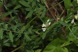 Imagem de Vicia pulchella Kunth