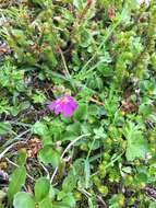 Primula cuneifolia subsp. saxifragifolia (Lehm.) W. W. Sm. & G. Forrest resmi