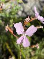 Image of Stylidium affine Sonder