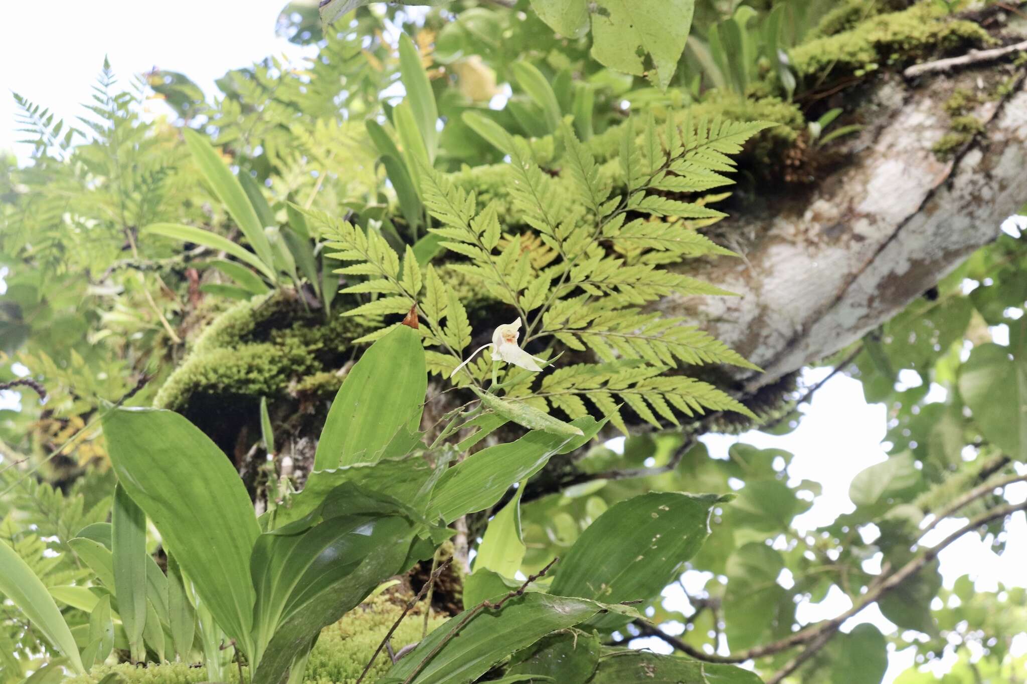 Image of Guam coelogyne