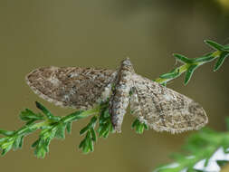 Plancia ëd Eupithecia nanata