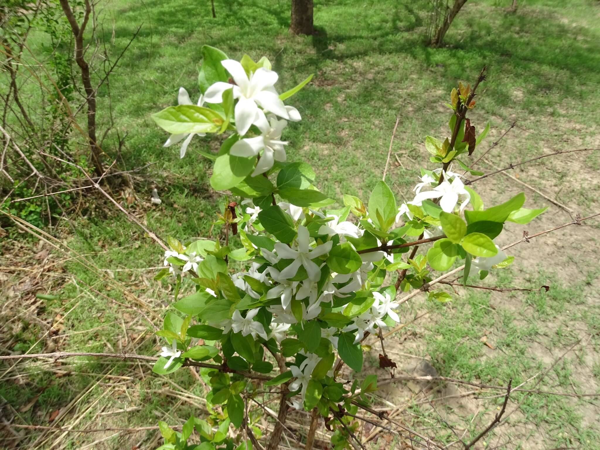 Image de Feretia apodanthera Delile