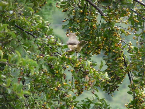 Imagem de Turdus grayi Bonaparte 1838