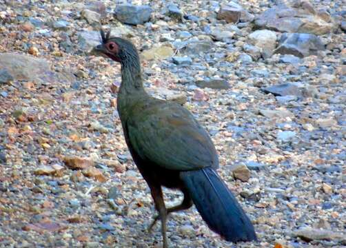 Image of Rufous-bellied Chachalaca