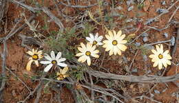 Image de Osteospermum pinnatum (Thunb.) Norlindh