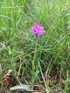 Image of Neotinea tridentata subsp. tridentata