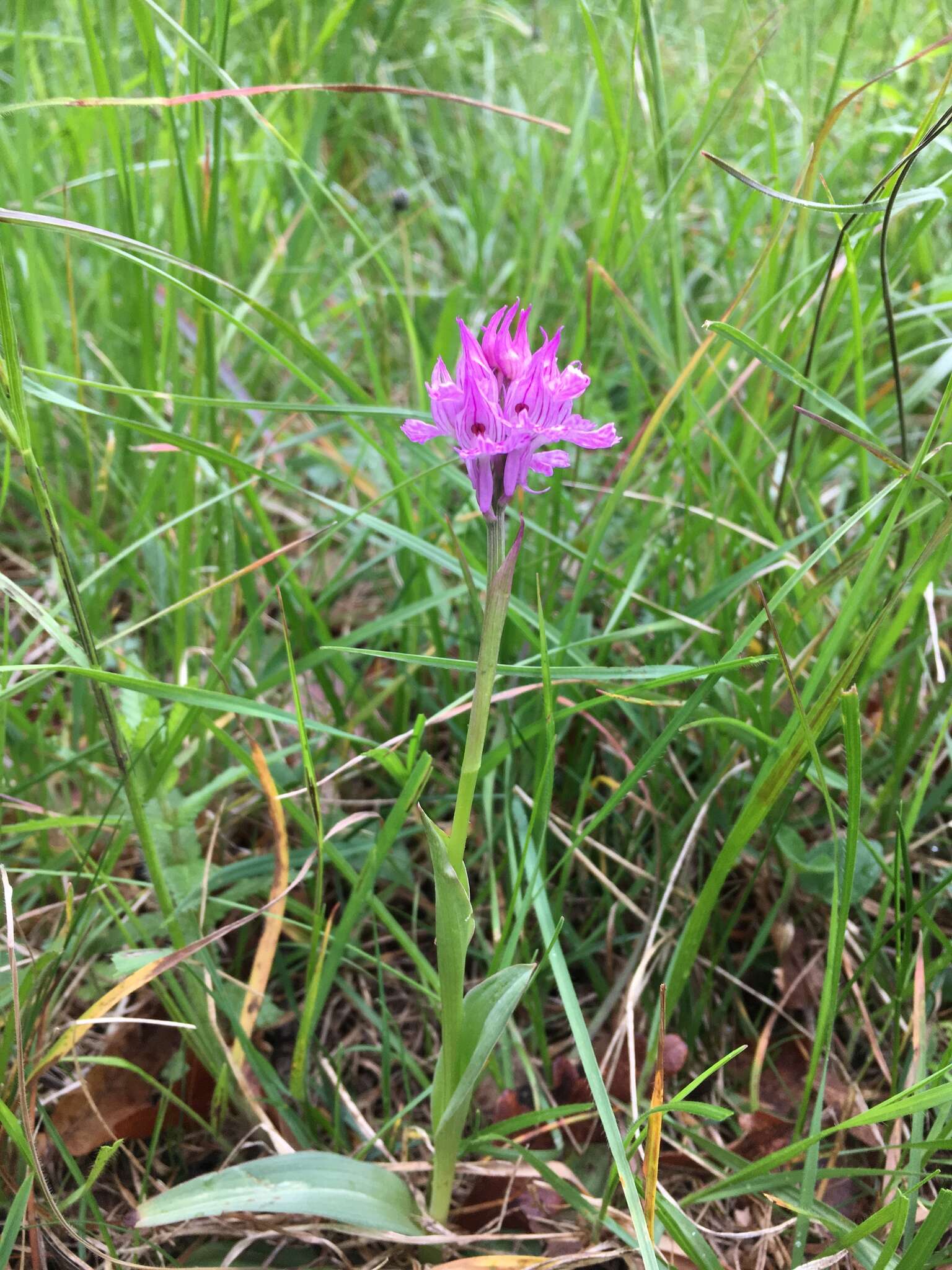 Image of Neotinea tridentata subsp. tridentata