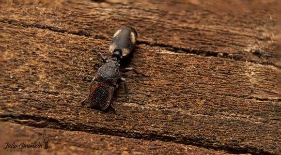 Cephalotes kukulcan Snelling 1999 resmi