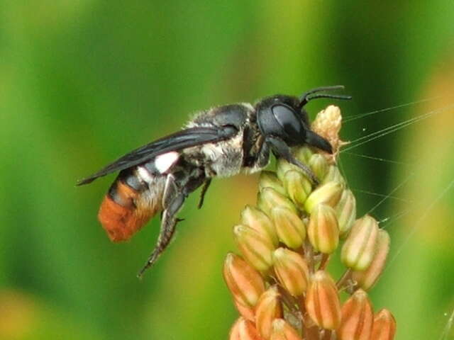 Megachile chrysorrhoea Gerstäcker 1858 resmi