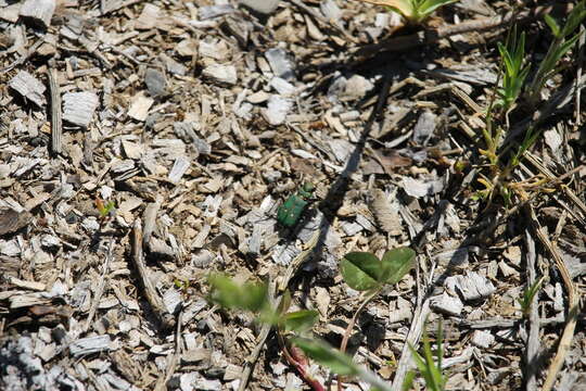 Image of Green tiger beetle