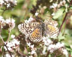 صورة Melitaea didyma meridionalis Staudinger 1870