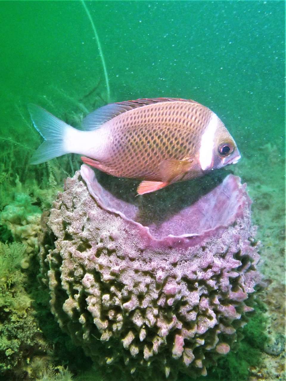 Image of Igcar monocle bream