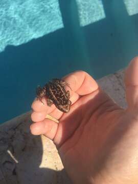 Image of Virgin Islands robber frog