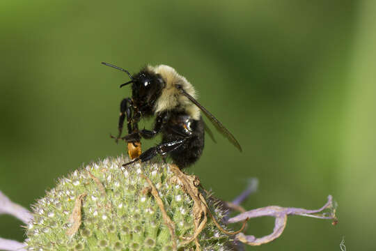 صورة Antherophagus ochraceus Melsheimer 1844