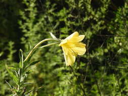 Image of longflower evening primrose