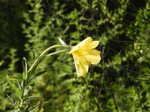 Oenothera affinis Camb. resmi