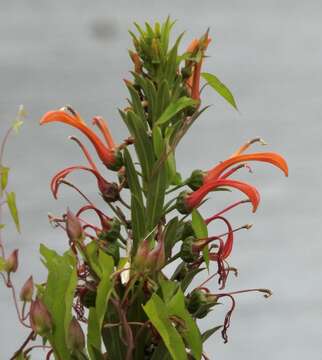 Lobelia excelsa Bonpl. resmi