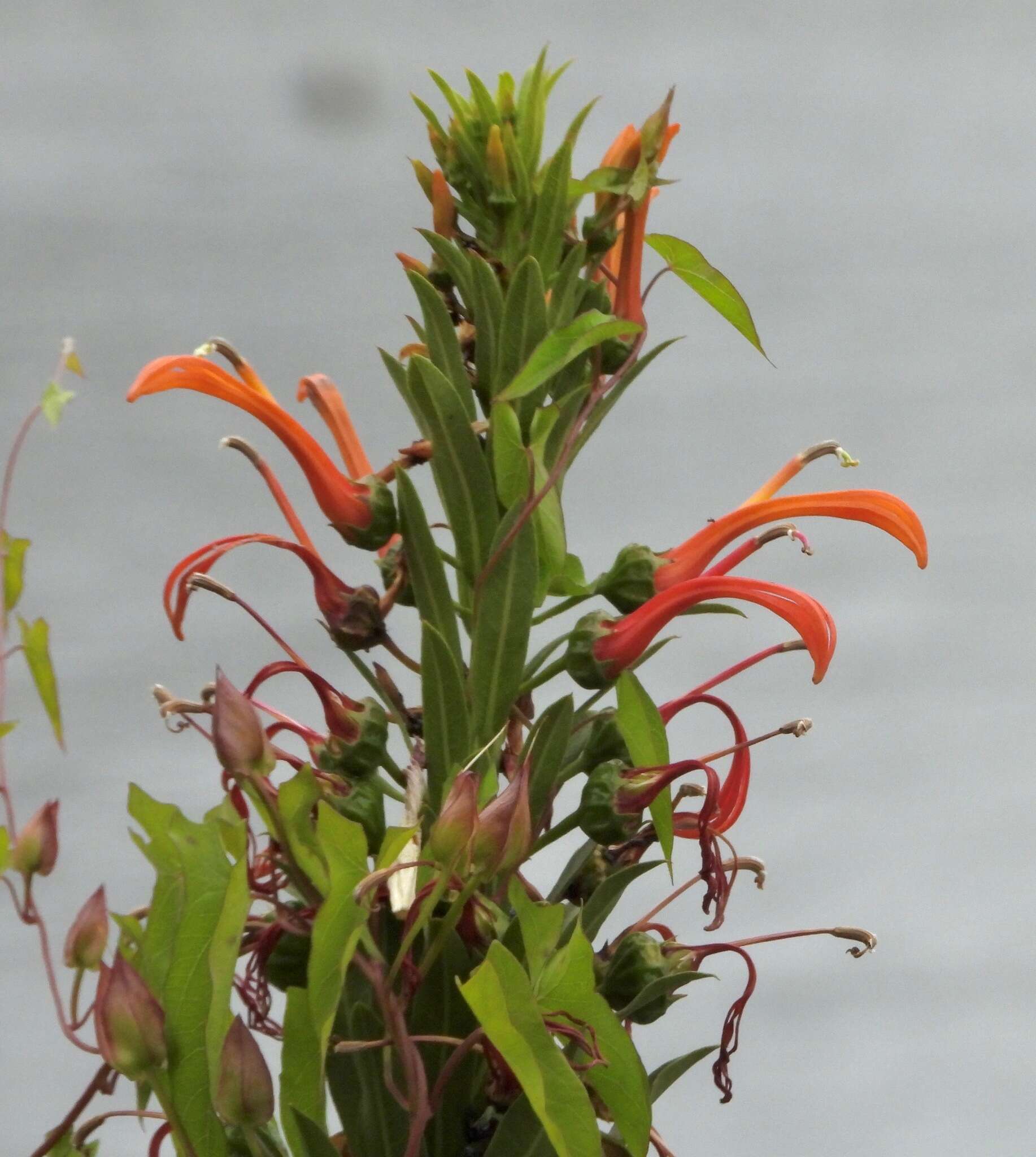 Слика од Lobelia excelsa Bonpl.