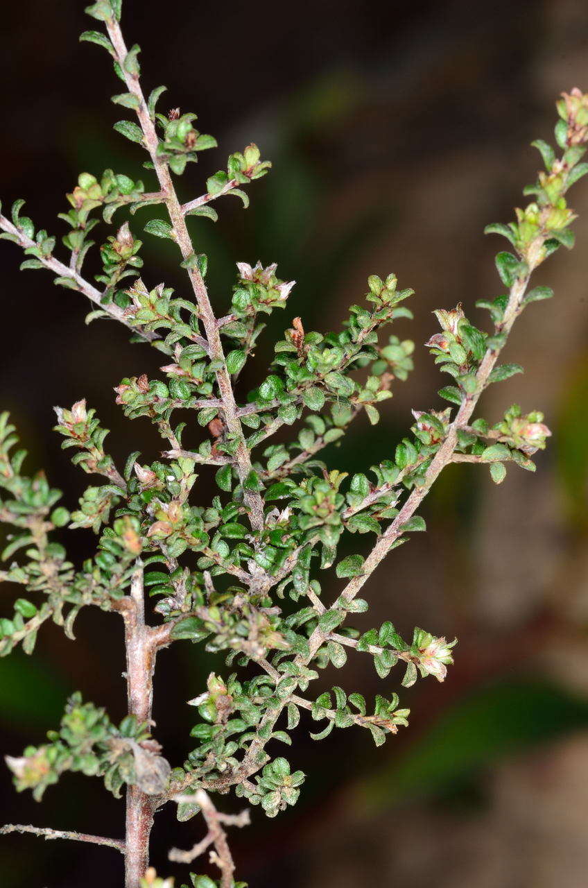 Image of Pultenaea gunnii subsp. tuberculata
